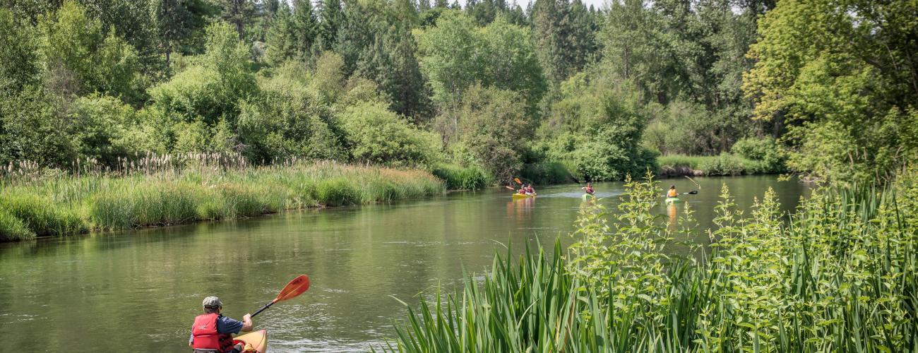 A group of kayakers paddle on the Little Spokane River with lush vegetation on either side of the river banks.