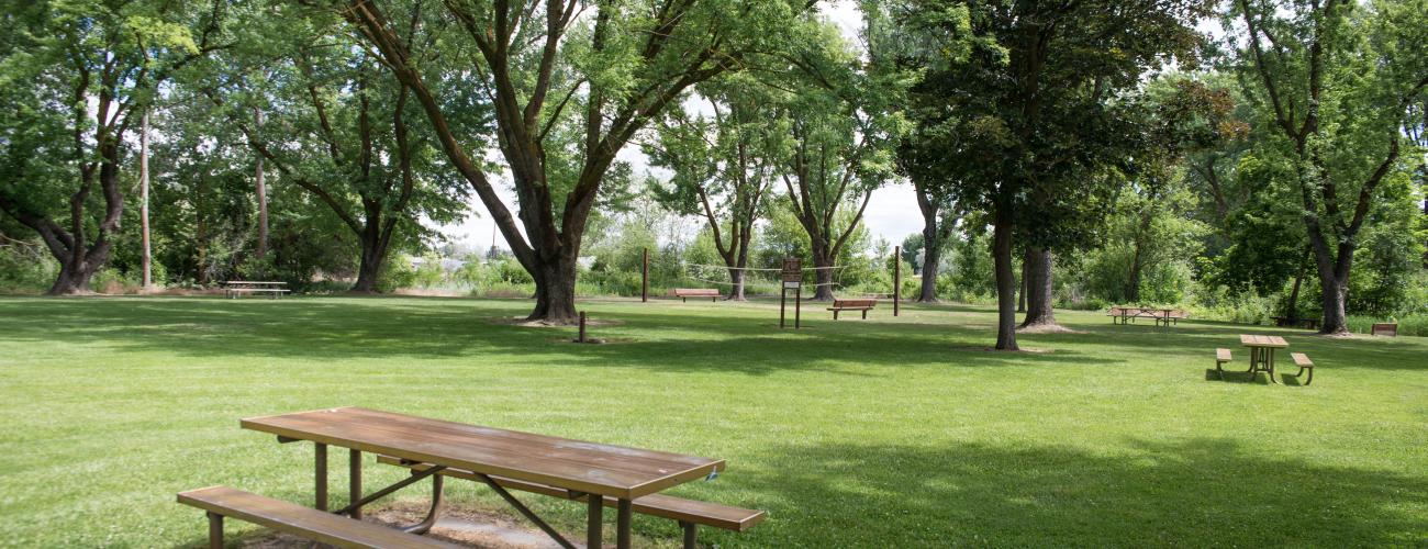 Picnic tables under large leafy trees in a green field.