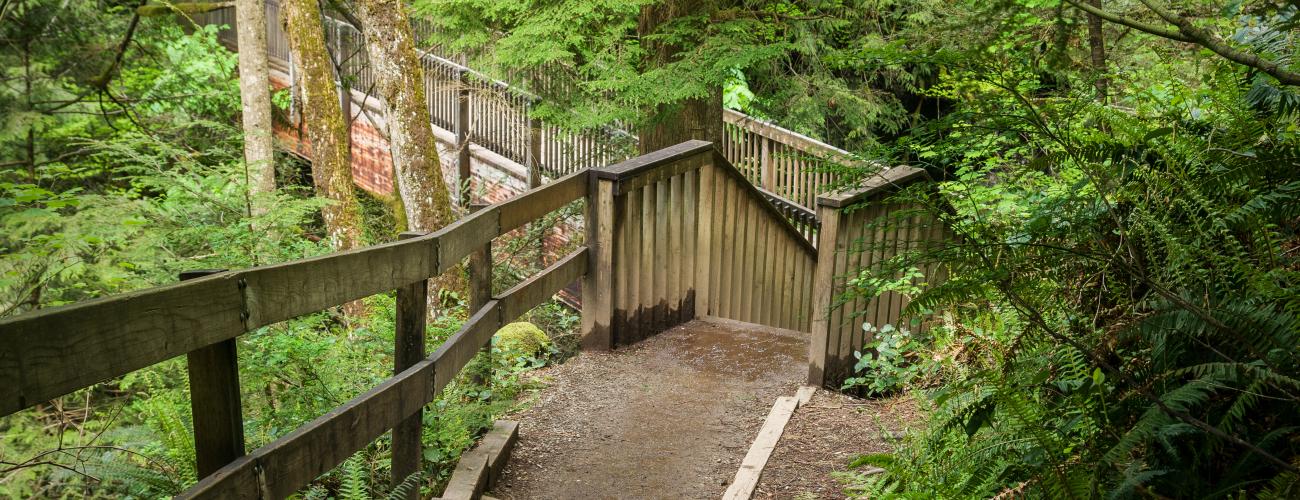 Dirt trail leading to a wooden bridge in the distance flanked on both sides by lush green trees and undergrowth. The trail is sloping down and there appears to be some steps just out of sight. 