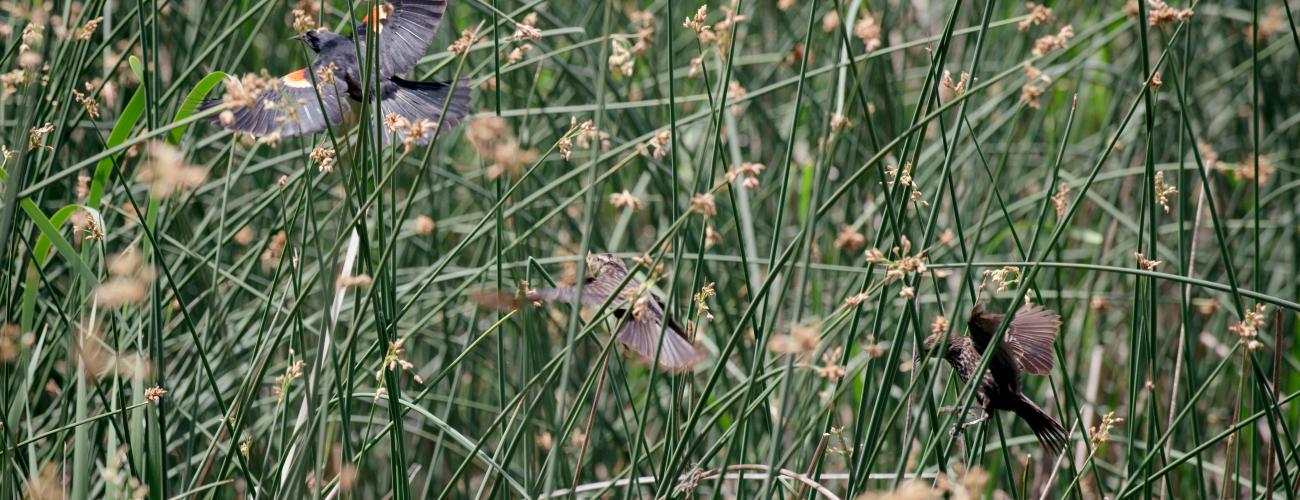 Birds in grass at Yakima Sportsman.