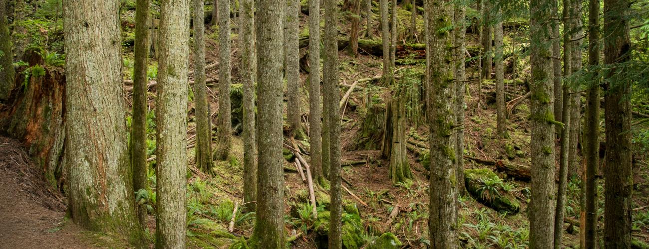 Trail into the woods.