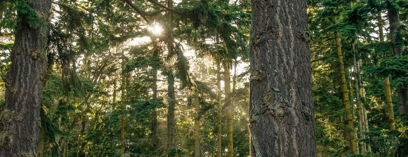 Sun rays coming through evergreen trees with picnic tables under the trees on green grass. 