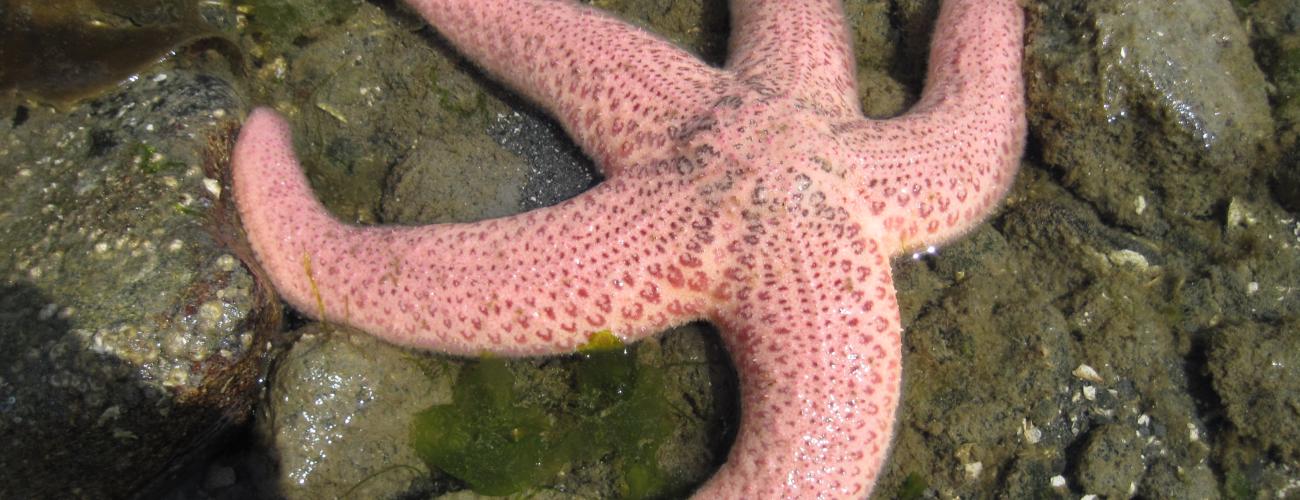 Orange sea star at Penrose Point