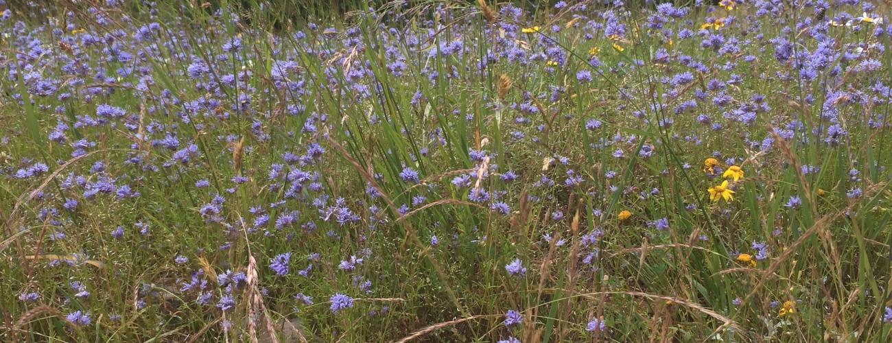 Field of purple and yellow folowers