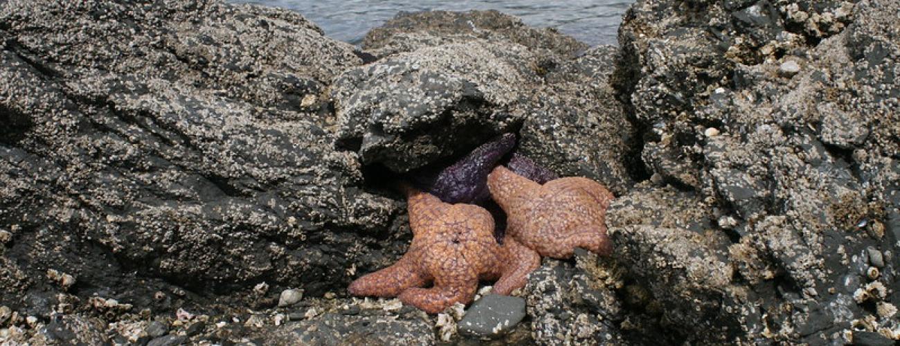 Orange sea star in tidepool