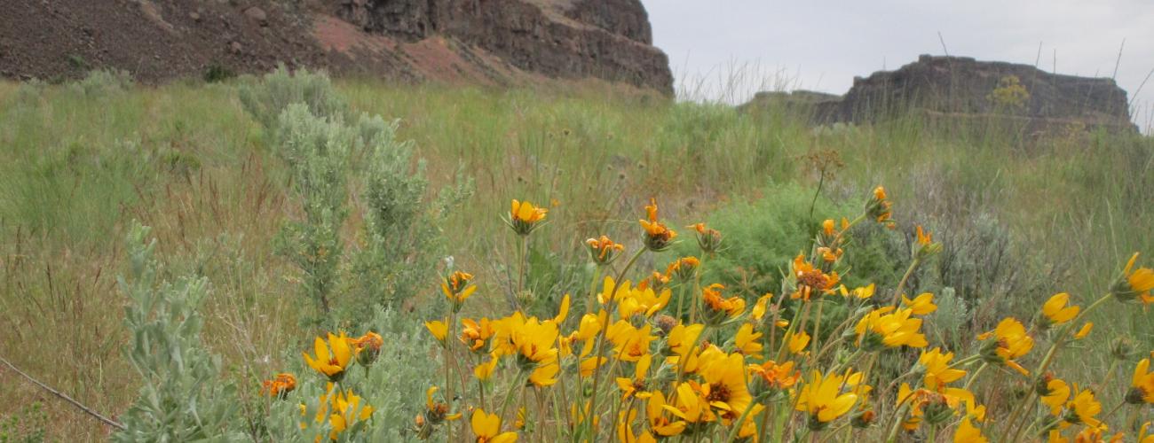 Yellow wildflowers and basalt cliffs.