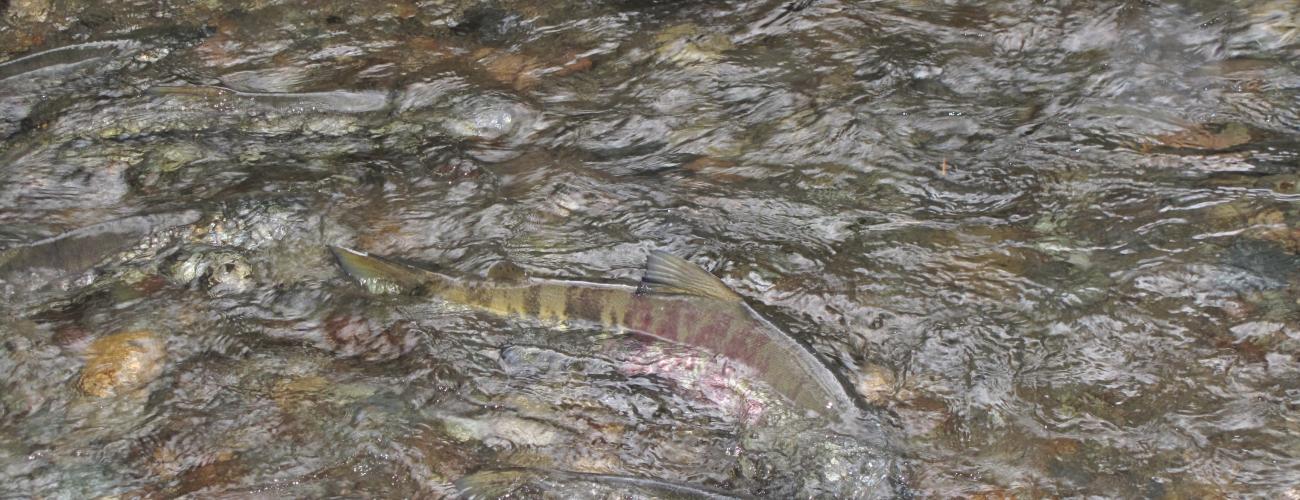 Salmon swimming up stream