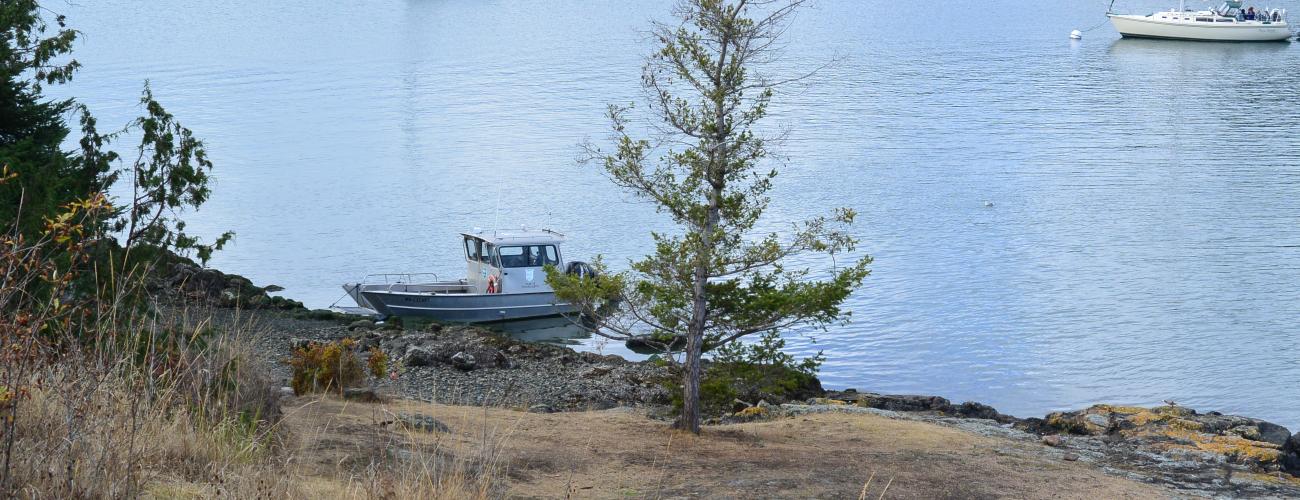 Rocky beach with fir trees.  Sailboats moored to buoys, 