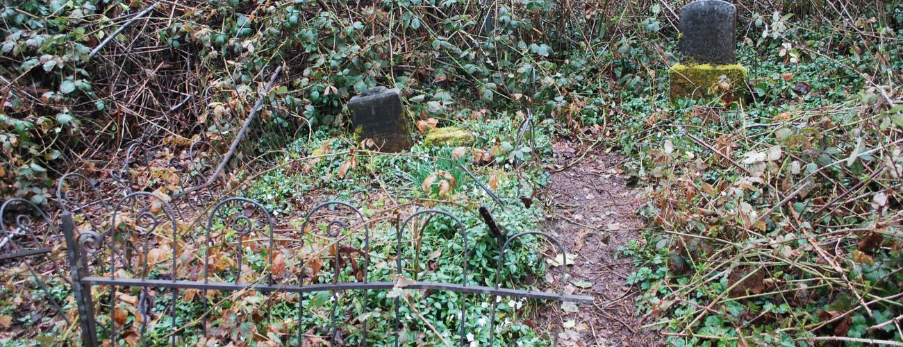 Gravestones behind an old iron fence covered in ivy