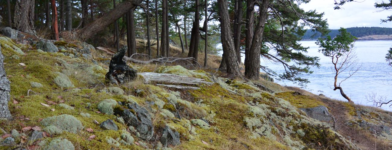 Narrow trail through wind swept trees with moss coved rocks, sea view.