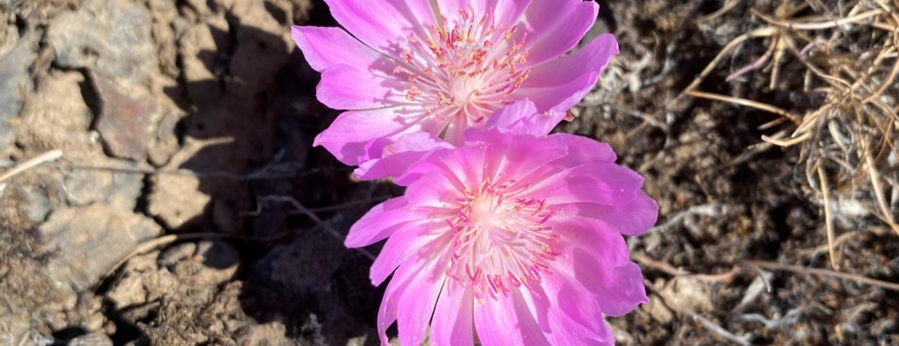 2 pink bitterroot flowers blooming