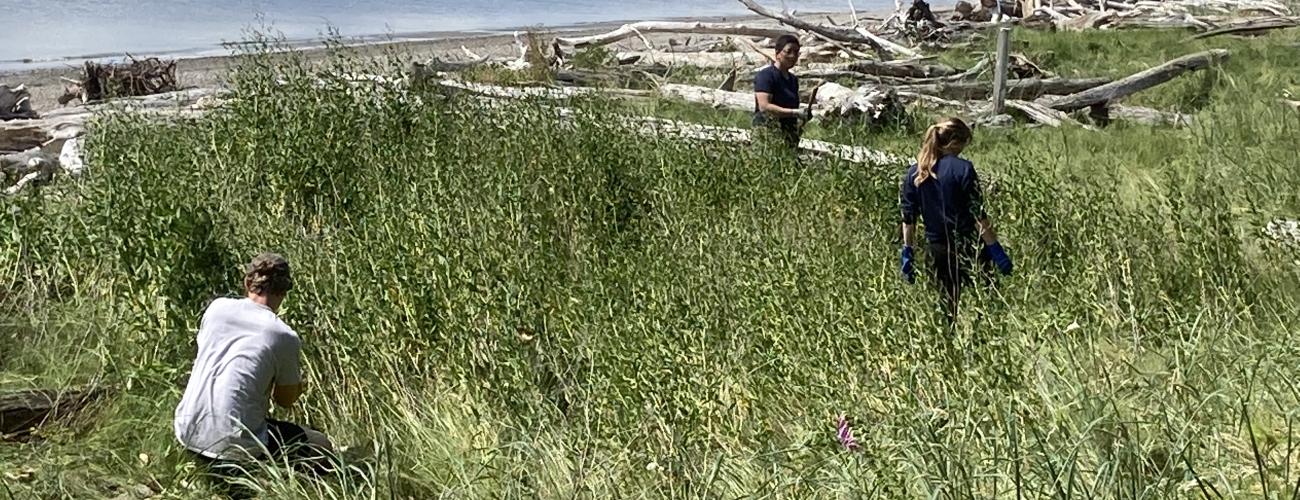 Volunteers pulling invasive species on beach