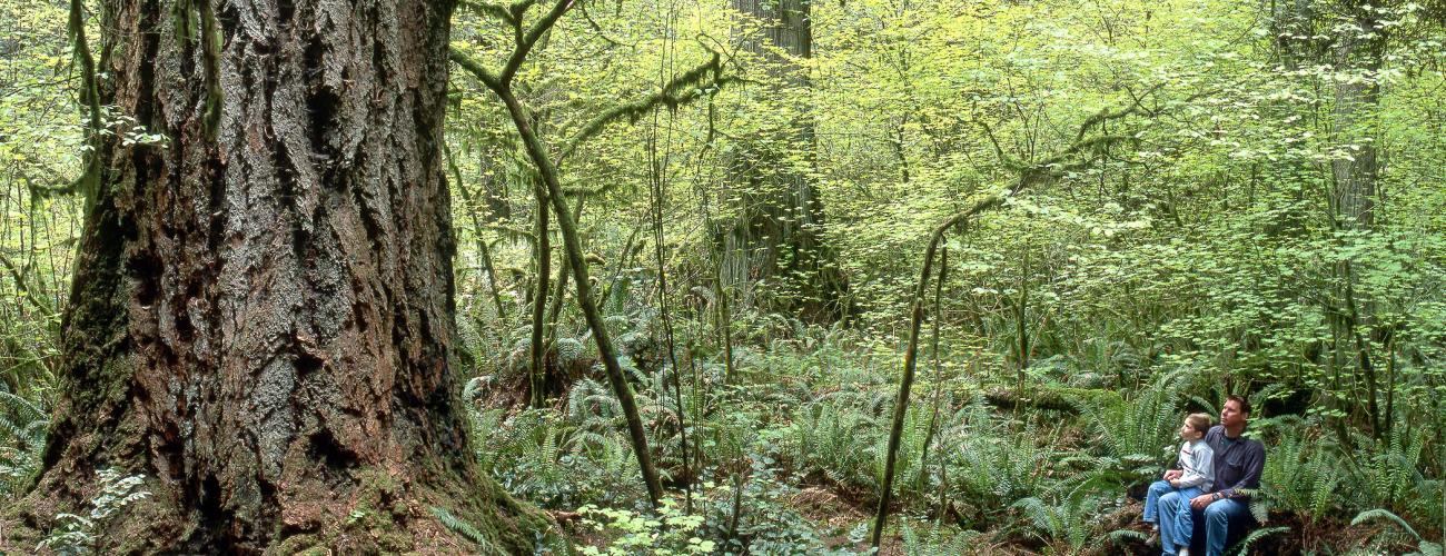 A man and a boy sit on the trail in an old-growth forest looking up at a big tree.