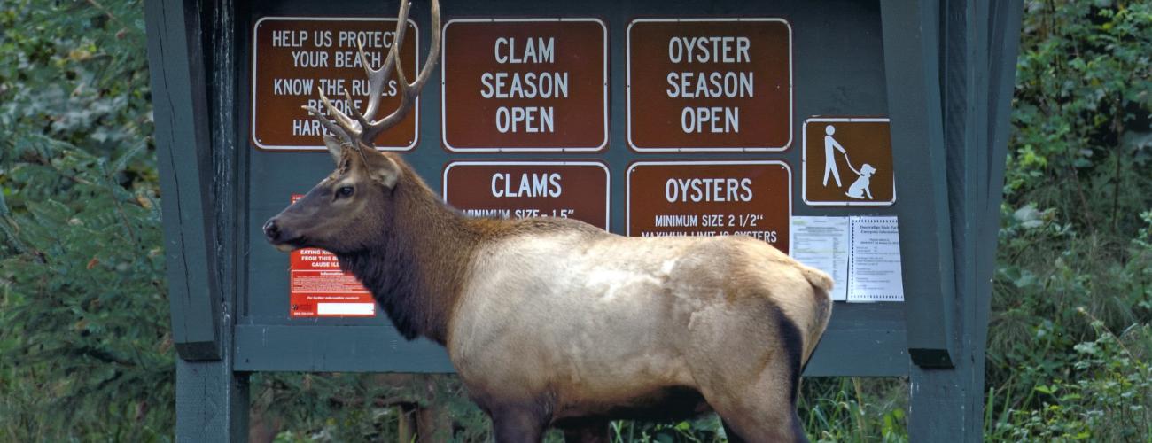 A bull elk walks in front of a park kiosk with signs.