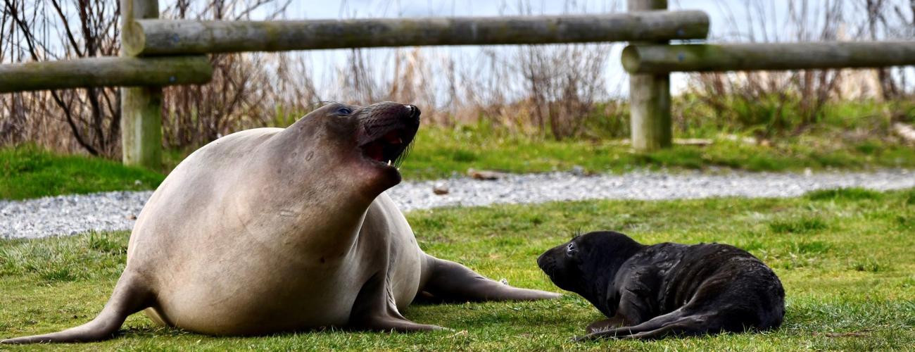 An elephant seal mother and pup rest on a grass lawn with a fence and water behind them.