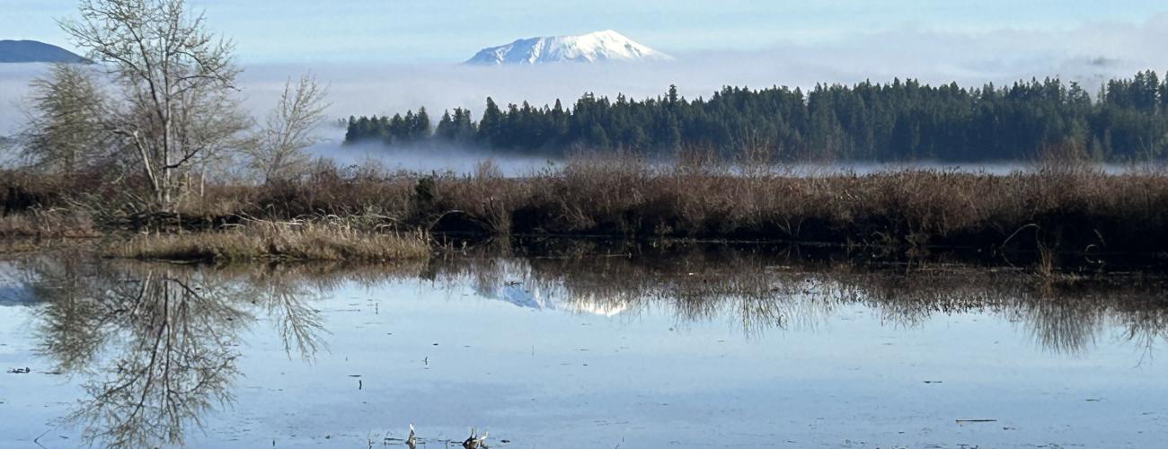 water with trees reflecting off a boardwalk with distant view of Mt. St. Helens Volcano shrouded with fog