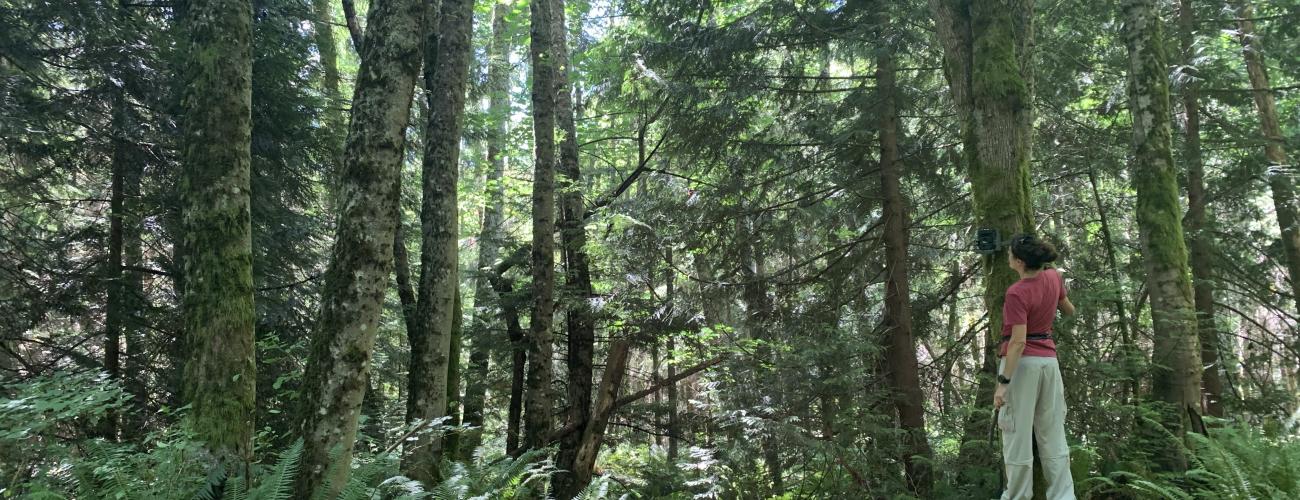 A woman stands on a platform in a forest, checking equipment.