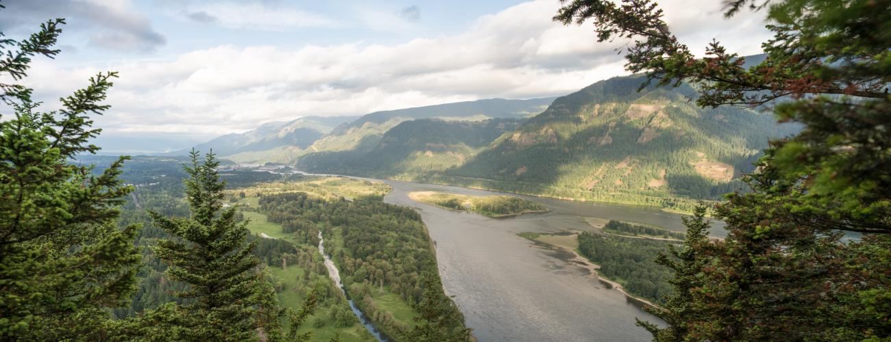 A road runs through the wide Columbia River Valley. Evergreens frame the right and left foreground while green rolling hills rise on either side of the river. A blue sky with wide swaths of white clouds is overhead.