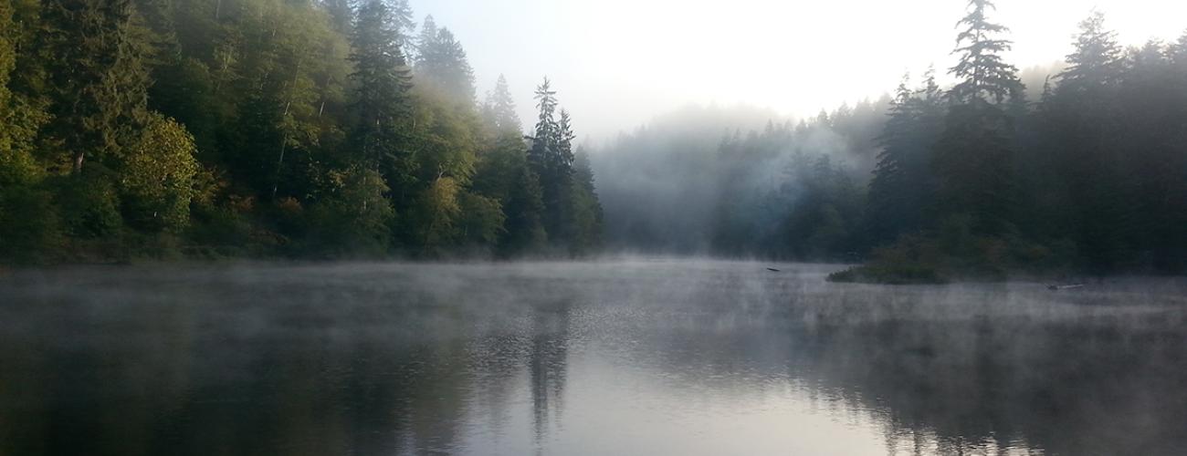 A lake with trees and fog