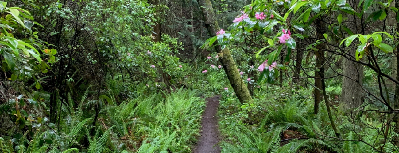 Narrow dirt trail through ferns, shrubs, including a pink blooming rhododendron on the right with mossy tree trunks in the distance.