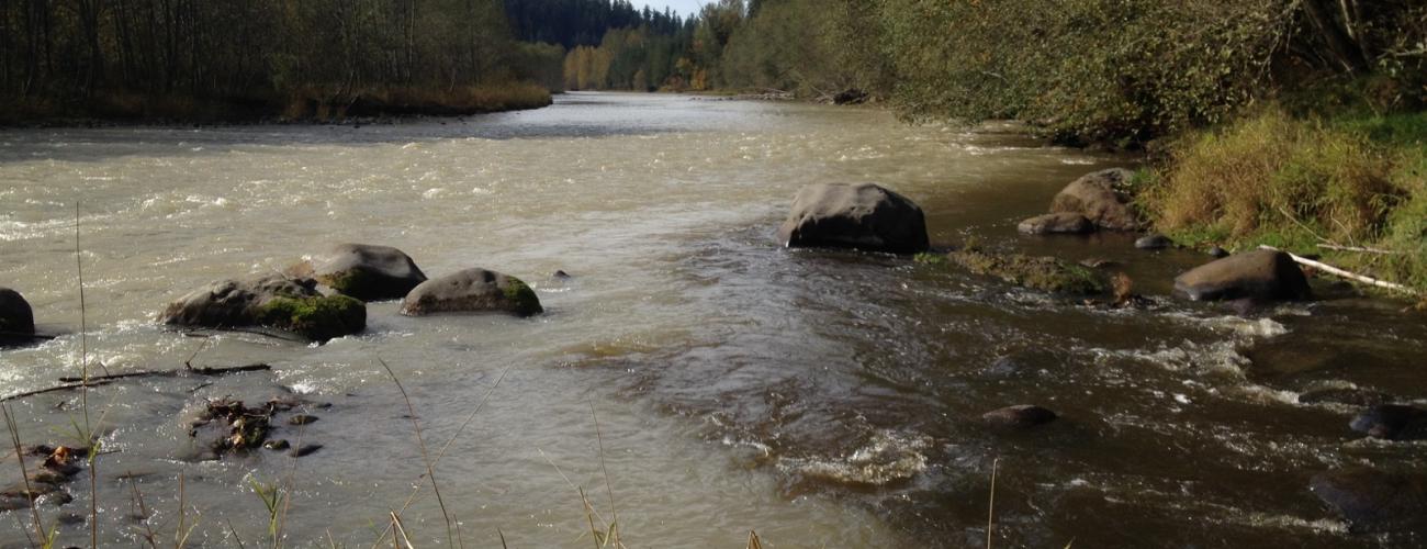 River with evergreen trees on each bank