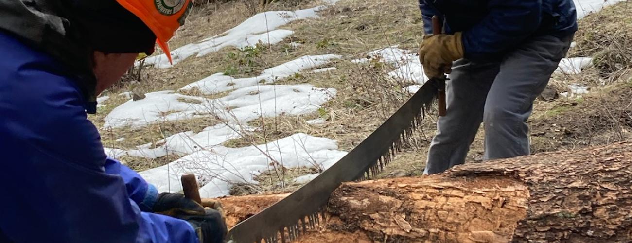 Volunteers sawing a log