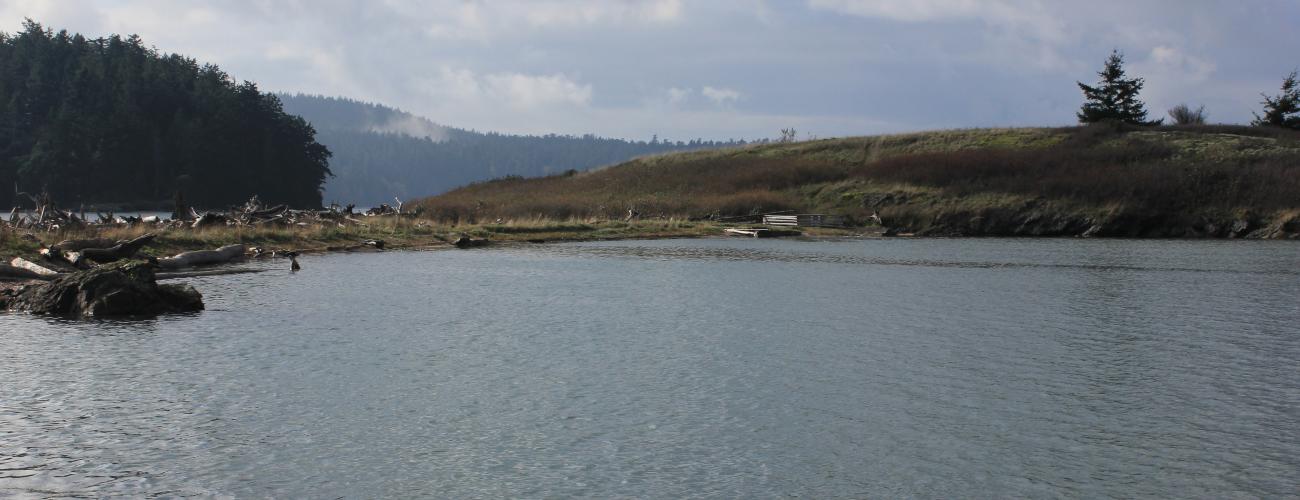 islands covered with grass and trees