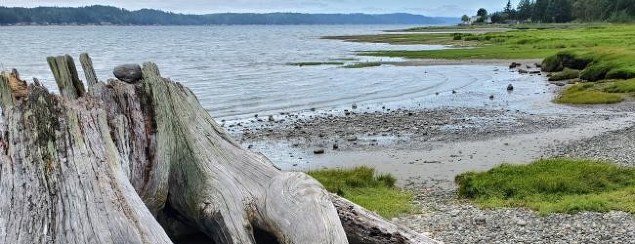 driftwood on beach