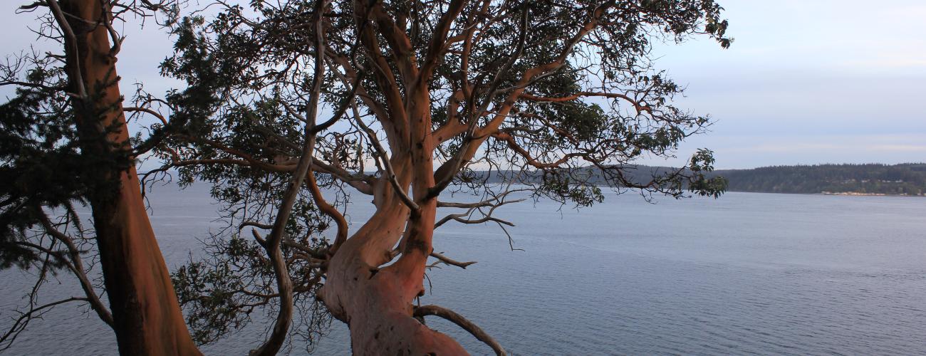 trees with smooth trunk over water