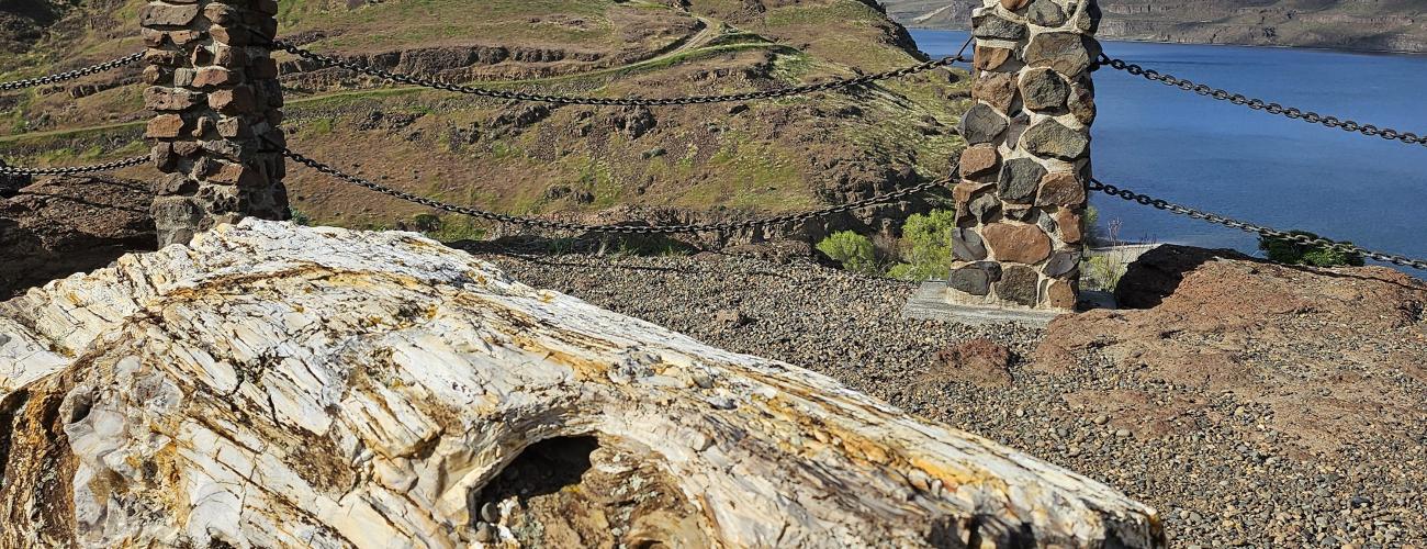 textured petrified wood in front of a background of cliffs and water