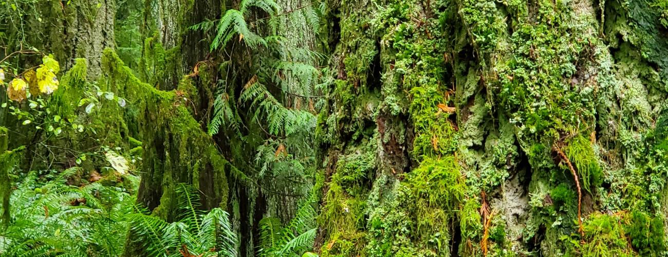 furrowed bark covered with moss