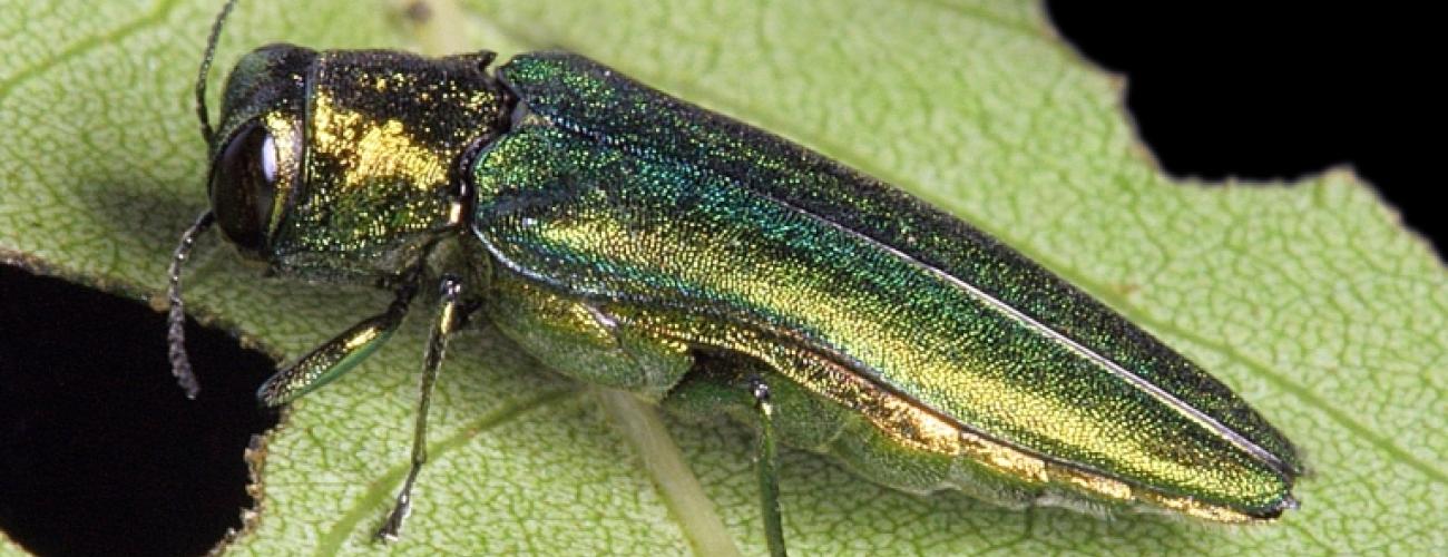 Emerald ash borer on a leaf.