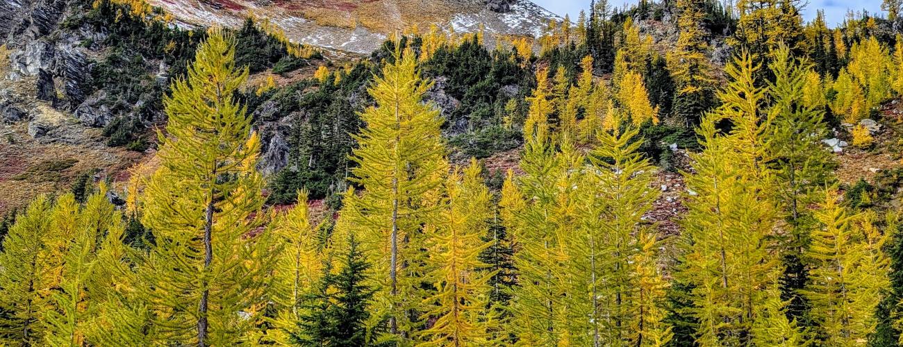 A stand of gold larches and evergreen trees with hills and a peak in the background