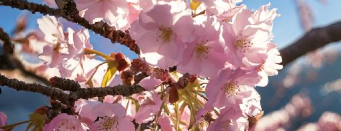 Cherry blossom on a tree, blue sky background