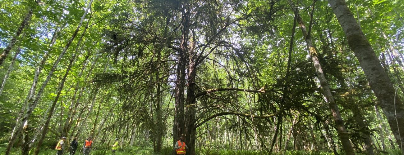 A group of workers stand near a yew tree in a forest