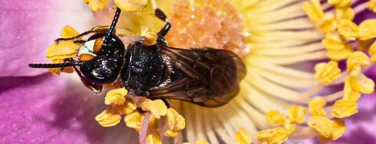 A bee is resting inside the bright petals of a flower