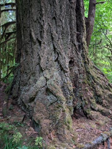 Closeup of the trunk of a very big tree