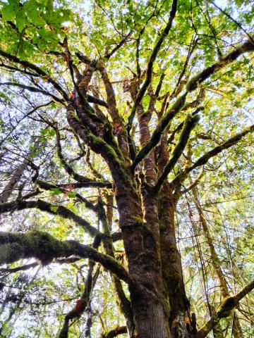 Bigleaf maple tree at Anderson Lake State Park