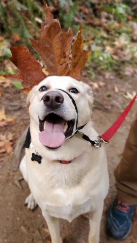 A dog with a crown of maple leaf on its head