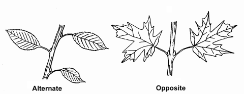 Drawing of opposite attached leaf growth pattern