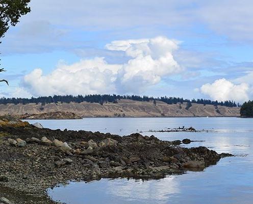 Grey, rocky shoreline with some yellowish-green to green lichen and moss. There is a single tree visible on the left side of the image while on the right the water reflects the light blue sky with fluffy white clouds. In the background hills are visible with bare sides and forested tops. 