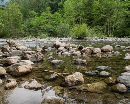 Rocky river with brown to grey rocks and sticks in shallow water against a backdrop of lush, green trees. 