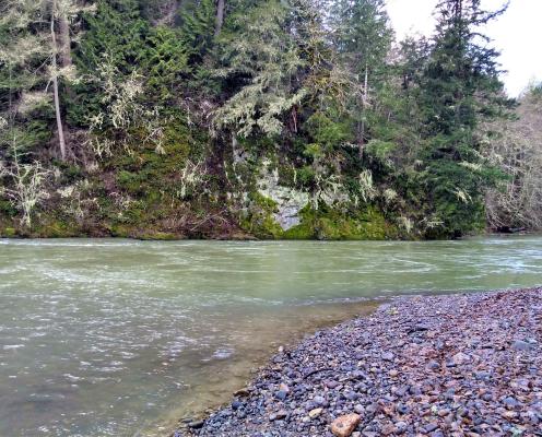 A tranquil, shallow, pale green river with a pine forest in the background and a rocky shoreline.