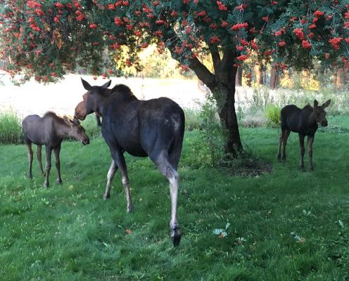 An adult moose stands beside a tree in the shade with two juvenile moose.