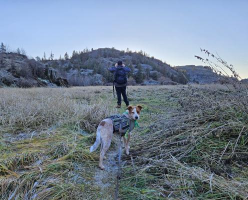 A dog looks back walking on leash through a field.