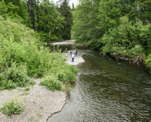 People stand on a green river in the woods.