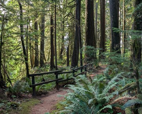 A path through a dense forest with filtered sunlight.