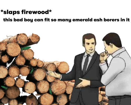 Two cartoon men stand in front of a stack of firewood under text that reads "Slaps firewood. This bad boy can fit so many emerald ash borers in it."