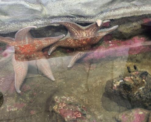 A display of two pinkish brown live starfish at the Port Townsend Marine Science Center