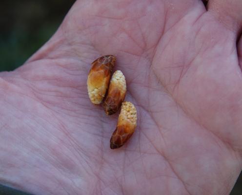 Baby male Doug fir seed cones, Fort Ebey